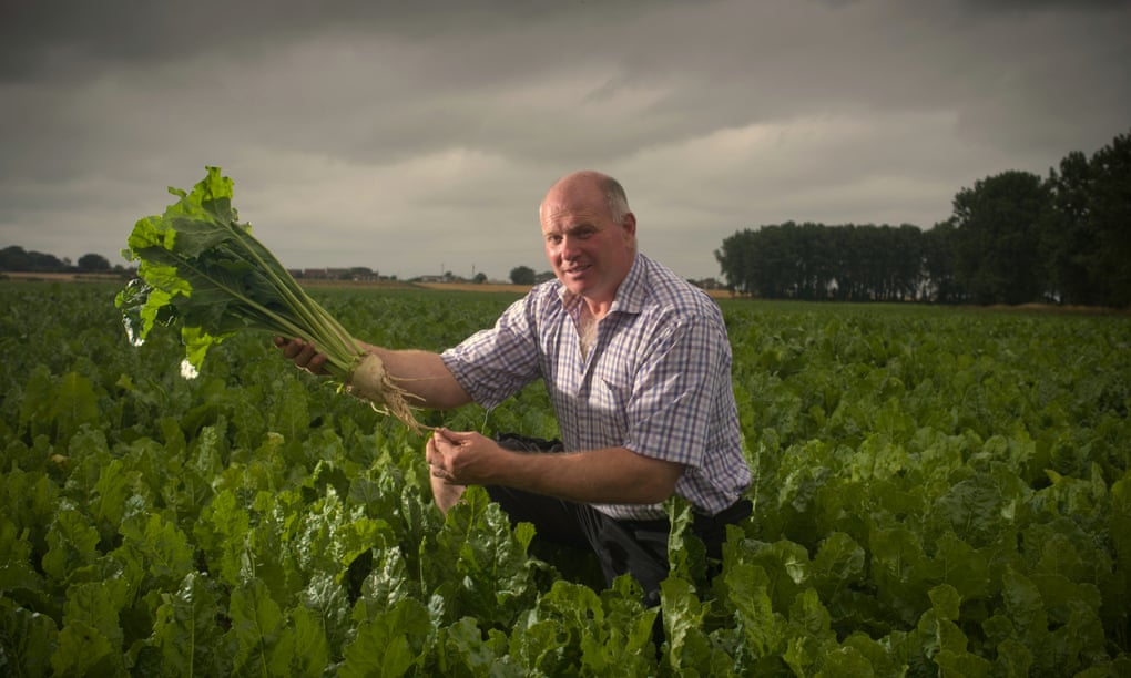 Ed Lankfer, nông dân trồng củ cải đường, đang kiểm tra cây trồng của mình ở Wereham, Norfolk (Anh). Ảnh: Guardian.