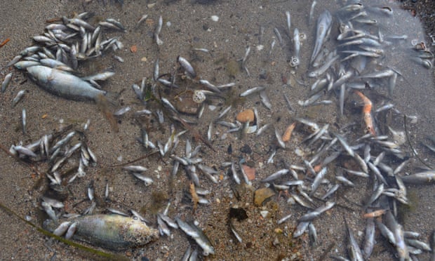 Cá và tôm chết bất thường tại khu đầm phá Mar Menor ở Murcia, Tây Ban Nha. Ảnh: EPA.