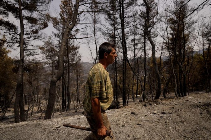 Christos Livas, 48 tuổi, người thu gom nhựa thông, đi trong một khu rừng thông bị cháy gần làng Agdines trên đảo Evia, cách Athens, Hy Lạp, khoảng 185 km về phía bắc, ngày 11/8/2021. Hầu như không có khu rừng nào còn sót lại sau một trong những trận cháy rừng tàn phá nhất của Hy Lạp trong nhiều thập kỷ đã hoành hành khắp miền bắc Evia trong nhiều ngày. Ảnh: AP.
