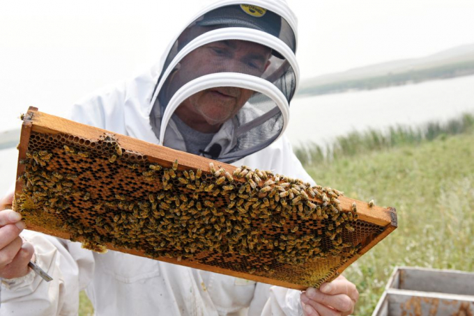 John Miller, chủ sở hữu của Miller Honey Farms, kiểm tra một trong những đàn ong của mình ở Gackle, North Dakota, Hoa Kỳ, ngày 30/7/2021. Ảnh: Reuters.