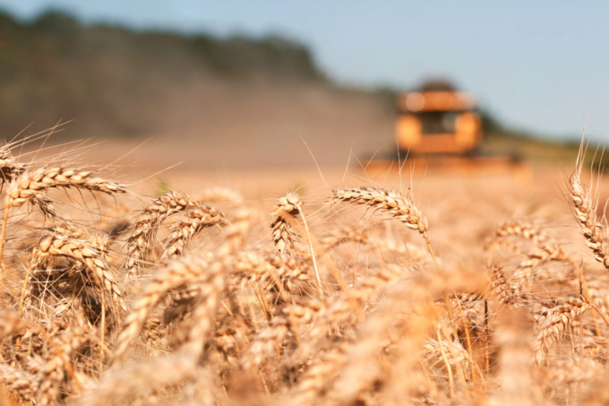 Giá lúa mì Nga trong tháng 8 đang tăng lên mức cao nhất trong ít nhất một thập kỷ. Ảnh minh họa: Adobe stock.