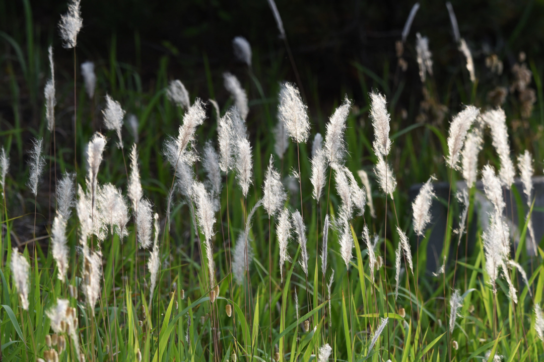 Bộ Nông nghiệp Hoa Kỳ coi cỏ tranh là 'loài cỏ dại xâm lấn tồi tệ nhất thế giới'.