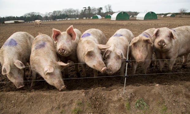 Hàng chục nghìn con lợn khỏe mạnh có khả năng bị tiêu hủy do thiếu nhân công trong chuỗi cung ứng thực phẩm. Ảnh: Alamy.