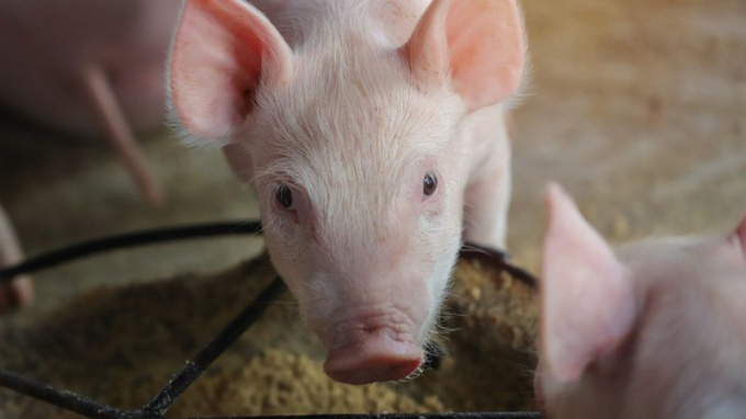 Lợn là loài ăn tạp nên EC cho rằng việc dùng côn trùng làm thức ăn cho chúng sẽ giúp phát triển chuỗi thức ăn bền vững hơn. Ảnh: Shutterstock.