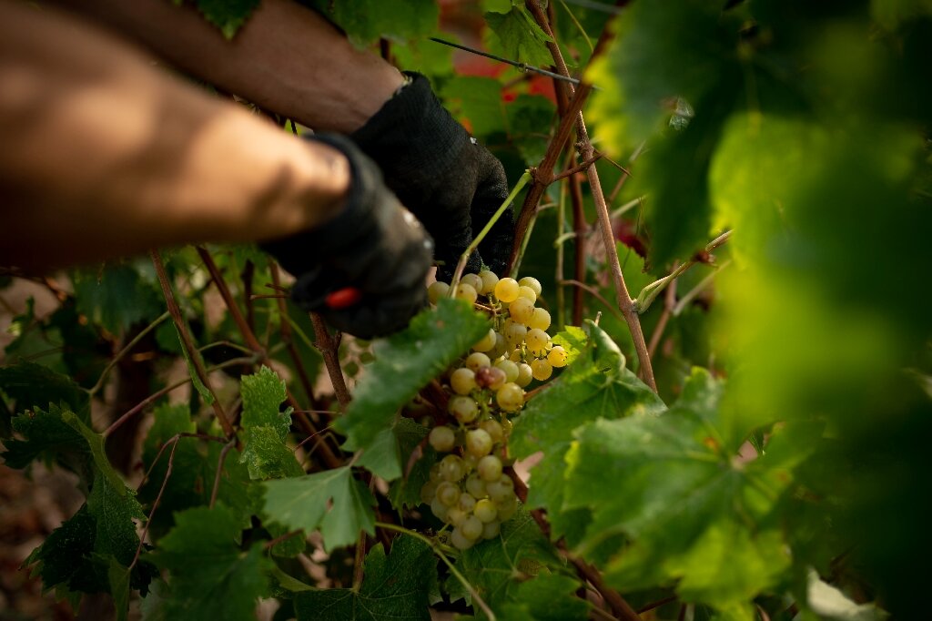 Thu hái nho trắng để làm rượu vang tại một trang trại ở chân núi Pyrenees - đường biên giới tự nhiên giữa Pháp và Tây Ban Nha.