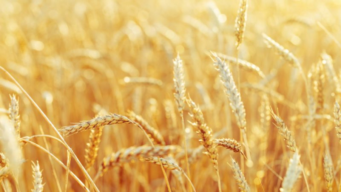 Loại lúa mì biến đổi gen mới sẽ được trồng thử nghiệm tại Hertfordshire. Ảnh minh họa: Shutterstock.