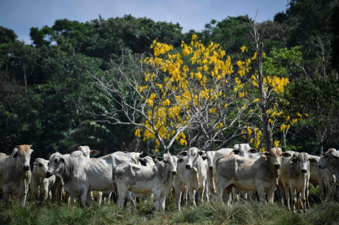Một đàn bò ở Ruropolis, bang Para, Brazil. Ảnh: AFP.