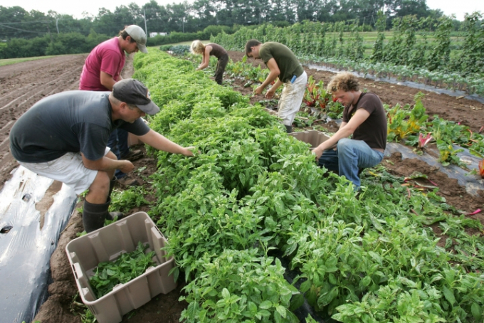 Thu hoạch rau hữu cơ ở một trang trại tại châu Âu. Ảnh: Organic Farming Research Assocation.