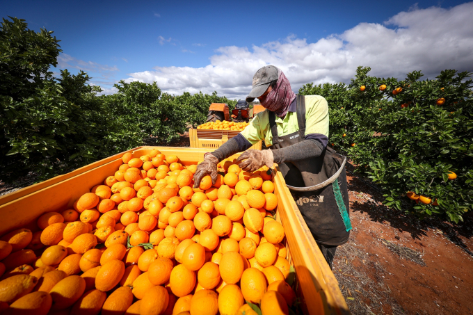 Một công nhân thời vụ kiểm tra cam trong vụ thu hoạch tại một vườn cây ăn quả gần Griffith, Australia, vào tháng 10/2020.
