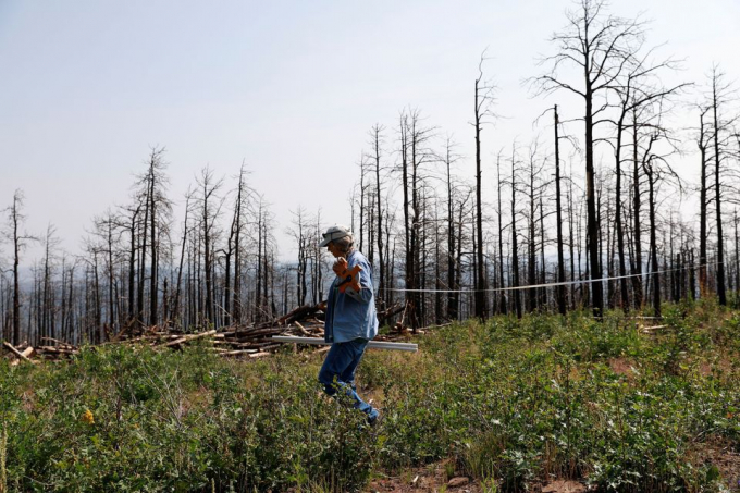 Tammy Parsons, Giám đốc vườn ươm của Trung tâm Nghiên cứu Lâm nghiệp John T. Harrington, tại một địa điểm tái trồng rừng thử nghiệm ở Deer Lake Mesa ở Cimarron, New Mexico, Hoa Kỳ, ngày 17/8/2021. Ảnh: Reuters.