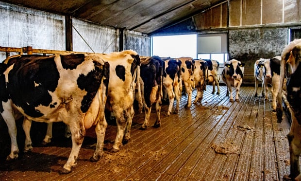 Một trang trại bò sữa ở Barneveld, Hà Lan. Chính phủ Hà Lan đang xem xét các biện pháp để cắt giảm lượng khí thải nitơ từ các trang trại để bảo vệ môi trường sống tự nhiên và đa dạng sinh học. Ảnh: Shutterstock.