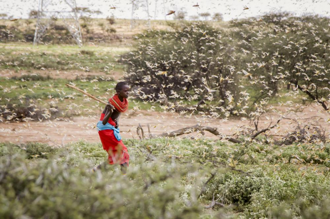Một cậu bé Samburu (Samburu là những người chăn gia súc bán du mục - theo giải thích từ wikipedia) sử dụng thanh gỗ để cố gắng đánh bay một đàn châu chấu sa mạc đang bay đầy không khí, khi cậu chăn lạc đà gần làng Sissia, thuộc hạt Samburu, Kenya, ngày 16/1/2020. Ảnh: AP.