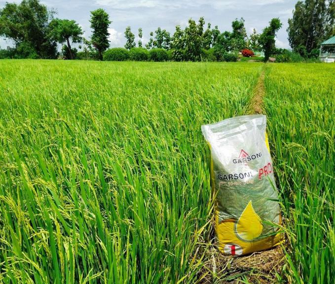 Phân bón NPK Garsoni nhập khẩu nguyên bao gíup lúa và các loại cây trồng cho năng suất cao, chất lượng vượt trội. Ảnh: Phan Hoàng Nam.