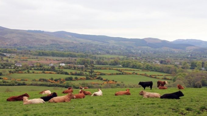 Chính phủ Ireland khó khăn để vừa đạt các mục tiêu khí hậu vừa có thể bảo vệ ngành chăn nuôi bò sữa và thịt bò đang phát triển. Ảnh minh họa: Flickr.