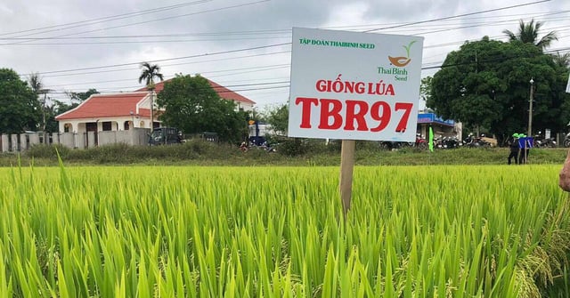 TBR97 có thời gian sinh trưởng ngắn ngày, phù hợp để bố trí cho sản xuất 2 vụ lúa, 1 vụ đông trên địa bàn tỉnh Thái Bình.