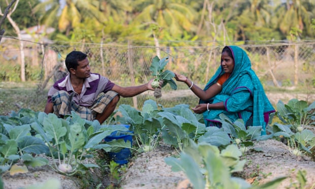 Nông dân Bangladesh giờ đây có thể trồng các loại cây thích nghi với đất mặn - loại đất ảnh hưởng đến hơn một nửa diện tích ven biển nước này. Ảnh: ICCO.