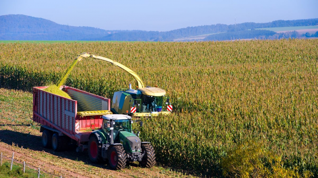 Theo Bộ Nông nghiệp Hoa Kỳ (USDA), hơn 37 triệu héc-ta đất nông nghiệp của nước này được dành để sản xuất ngô. Ảnh: Shutterstock.