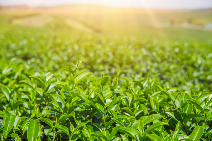 Trà đặc sản kết hợp với nước ngầm núi lửa triệu năm – hai yếu tố quan trọng trong công thức của trà tự nhiên TH true TEA.