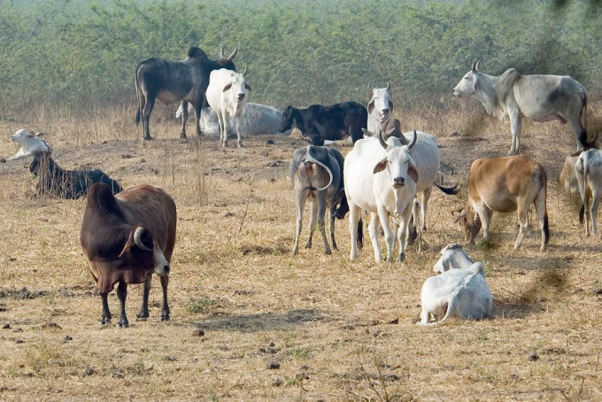 Xung đột giữa người chăn thả gia súc và nông dân đang gia tăng ở Ghana. Ảnh minh họa: Flickr.