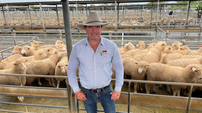 James Tierney, đại lý chăn nuôi, mô tả giá da cừu hiện tại là một 'cú hích' cho những người nuôi cừu. Ảnh: ABC News.