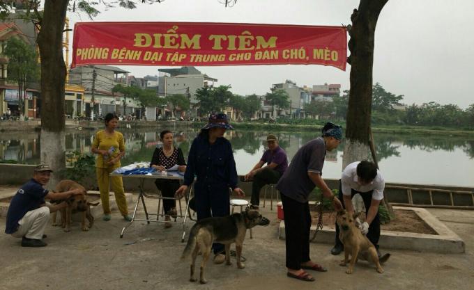 Một điểm tiêm phòng bệnh dại cho chó tại huyện Thanh Trì.
