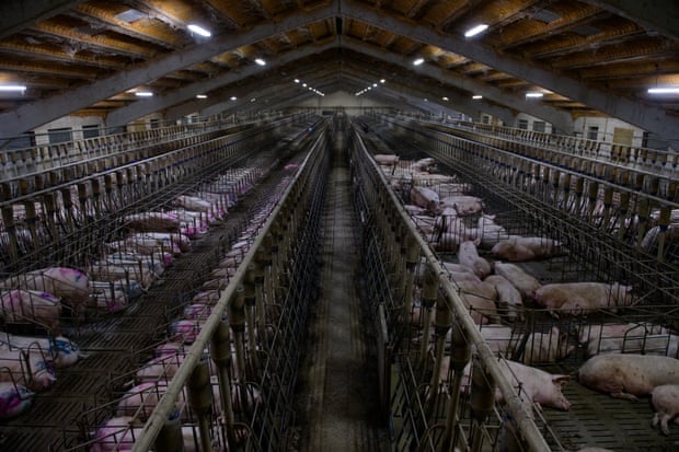 Tây Ban Nha đã vượt qua Đức, trở thành nhà sản xuất thịt lợn lớn nhất của EU. Ảnh: Guardian.