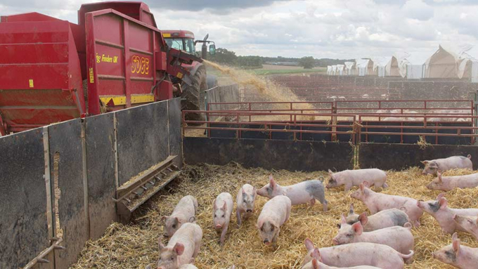 Các trang trại tại Anh đang dư thừa lợn và buộc phải tiêu thủy do khủng hoảng lao động. Ảnh minh họa: FWI.