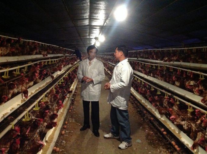 Trang trại chăn nuôi gà công nghệ cao tại xã Cấn Hữu, huyện Quốc Oai.