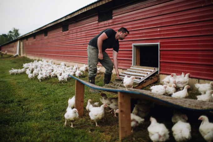 Tại Hoa Kỳ, giá thức ăn hữu cơ, chiếm 65% chi phí nuôi gà, đã tăng gần 20% vào năm 2021. Ảnh minh họa: Reuters.