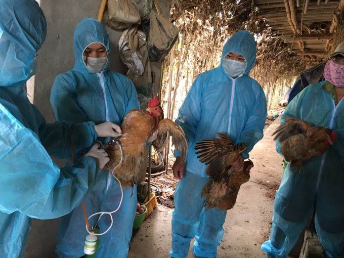 Nhờ tích cực tiêm phòng vắc xin, nên dịch bệnh trên đàn vật nuôi của Hà Nội 9 tháng qua tương đối ổn định.