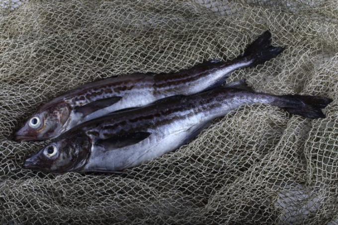 Cá minh thái hay còn gọi là cá pollock, sống ở biển, có giá trị thương phẩm lớn, trong đó, minh thái Alaska có giá trị cao nhất. Ảnh: Shutterstock.