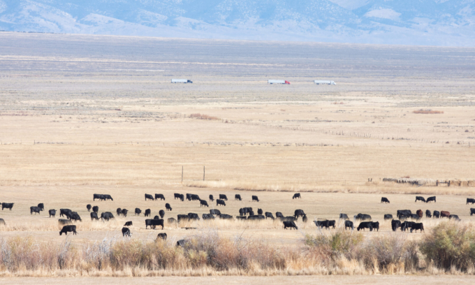Theo số liệu từ beef2live, bang Nevada (Hoa Kỳ) đang có đàn bò khoảng 226.000 con. Ảnh minh họa: The Nevada Independent.