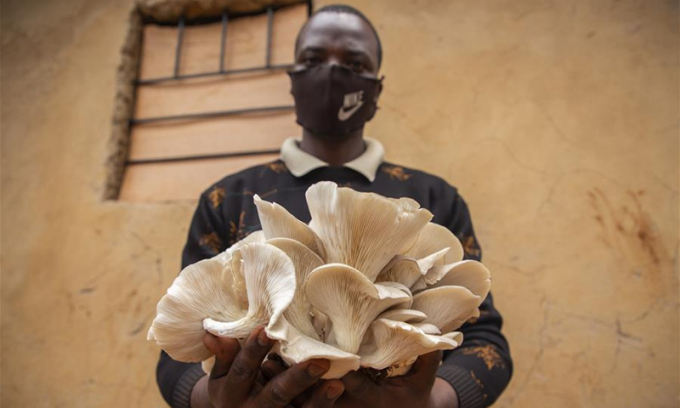 Emmanuel Ahimana, chủ sở hữu của một công ty Rwanda áp dụng công nghệ Juncao do Trung Quốc phát minh để trồng nấm, chụp ảnh với sản phẩm nấm tại Kigali, thủ đô của Rwanda, ngày 9/9/2020. Ảnh: THX.