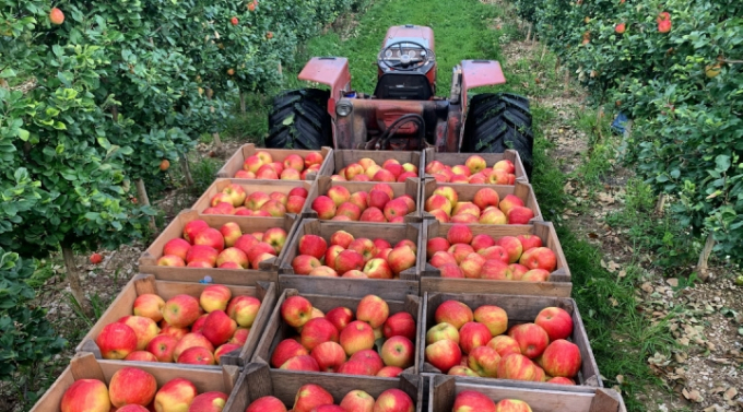 Thu hoạch táo hữu cơ tại một trang trại ở tiểu bang Washington, Hoa Kỳ. Ảnh: Unsplash.