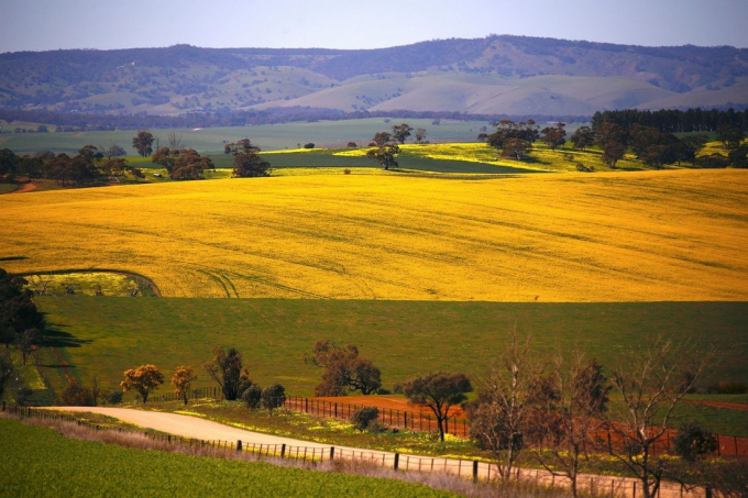 Một cánh đồng trồng cải dầu ở Mallala, phía bắc Adelaide. Ảnh: Reuters.