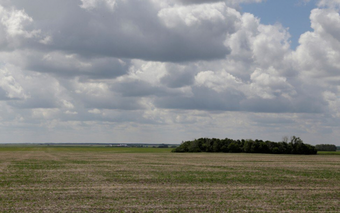 Cây cải dầu còi cọc do hạn hán gần đây gần ở Fort Qu'Appelle, Saskatchewan, Canada. Ảnh: Reuters.
