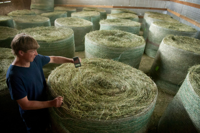 Tại trang trại Jasper Hill ở Vermont (Hoa Kỳ), máy sấy đảm bảo cho vật nuôi một khẩu phần cỏ khô, sạch, giúp nâng cao chất lượng pho mát. Ảnh: Jasper Hill Farm.
