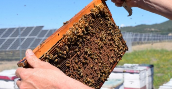 Ong mật tại các công viên năng lượng mặt trời có thể làm tăng giá trị sản lượng cây trồng lên gần 6 triệu bảng Anh/năm. Ảnh minh họa: inhabitat.