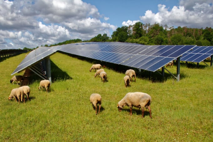 Cừu là loại gia súc hoàn hảo để nuôi trong các trang trại năng lượng mặt trời. Ảnh minh họa: Getty.