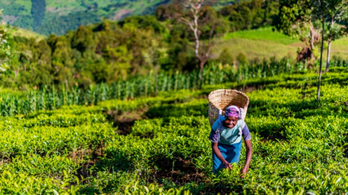 Trong khi canh tác hữu cơ là một 'câu chuyện hay', thì hiện tại nó vẫn 'mang tính lý thuyết hơn là thực tế', theo lời nông dân người Kenya Gabriel Uri. Ảnh: Shutterstock.