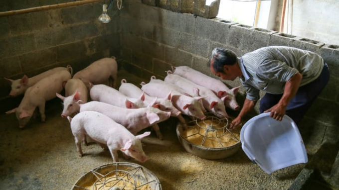 Người chăn nuôi lợn quy mô nhỏ tại Trung Quốc đang đứng trước bờ vực phá sản. Ảnh minh họa: Getty.