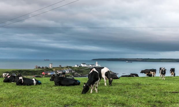 Trong kịch bản tệ nhất, Ireland có thể cần tiêu hủy tới 1,3 triệu con gia súc để đạt các mục tiêu về khí hậu. Ảnh minh họa: Alamy.