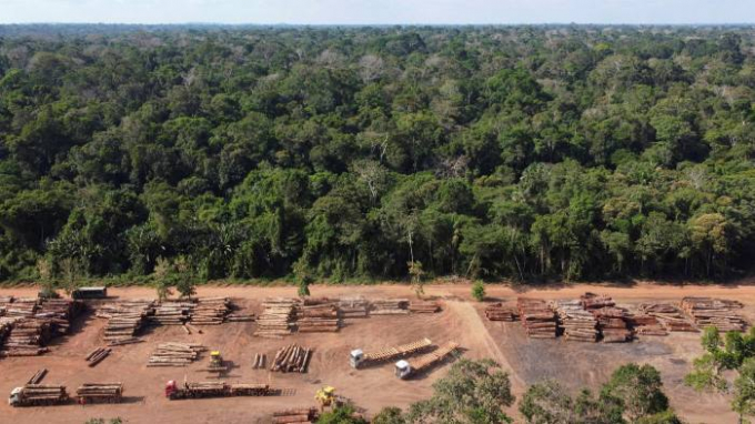 Gỗ được khai thác hợp pháp bên trong Công viên rừng quốc gia Jamari ở rừng nhiệt đới Amazon của Brazil. Ảnh: Reuters.