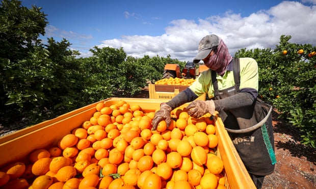 Mức lương khoán do nông dân Úc trả không đảm bảo mức lương tối thiểu cho người lao động và hệ thống này có liên quan đến tình trạng bóc lột tràn lan. Ảnh minh họa: Getty.