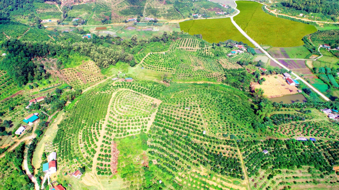 Những vườn đồi trù phú ở huyện Vũ Quang.