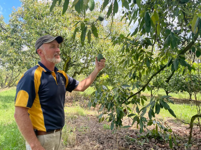 Nông dân trồng bơ Tim Kemp cảm thấy may mắn vì đã không bất chấp tất cả để tăng nóng diện tích trồng bơ khi giá trái cây này ở mức cao. Ảnh: Washington Post.