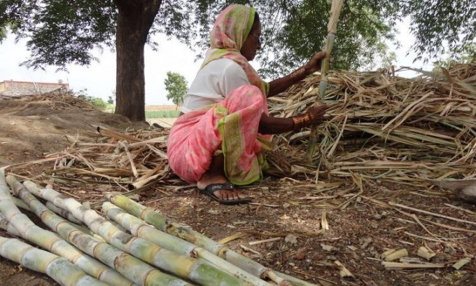 Vì mưu sinh, phụ nữ thu hoạch mía tại Ấn Độ phải gánh chịu điều kiện sống tồi tệ nhưng lại không thể thoát khỏi những cánh đồng mía. Ảnh minh họa: India Water Portal.