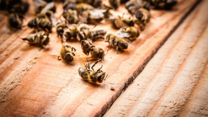 Không chỉ glyphosate, thuốc diệt cỏ profulscarb bị cho là nguyên nhân khiến ngành nuôi ong Pháp trở nên ốm yếu. Ảnh minh họa: Shutterstock.