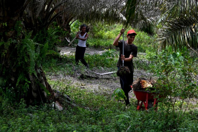 Indonesi là nhà sản xuất dầu cọ hàng đầu thế giới. Ảnh minh họa: AFP.