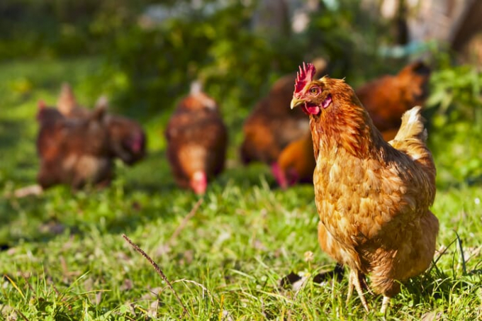 Các nhà nghiên cứu đưa ra giả thuyết rằng sự cải thiện về mức tăng cân qua từng tuần của gà là nhờ vào việc giảm sang chấn nhiệt. Ảnh minh họa: Getty.
